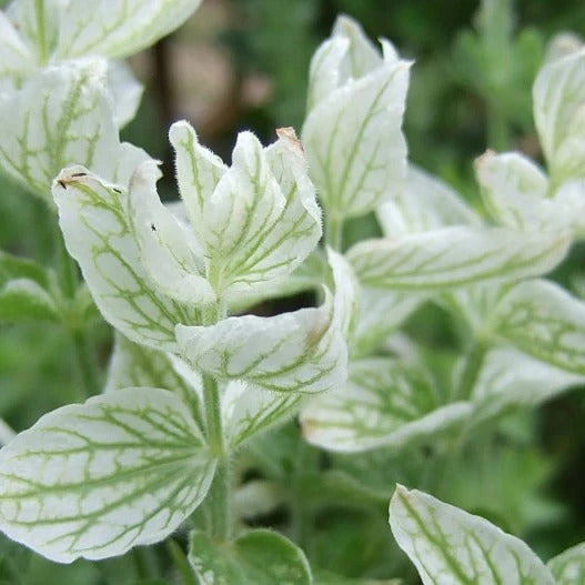 Clary Sage plant