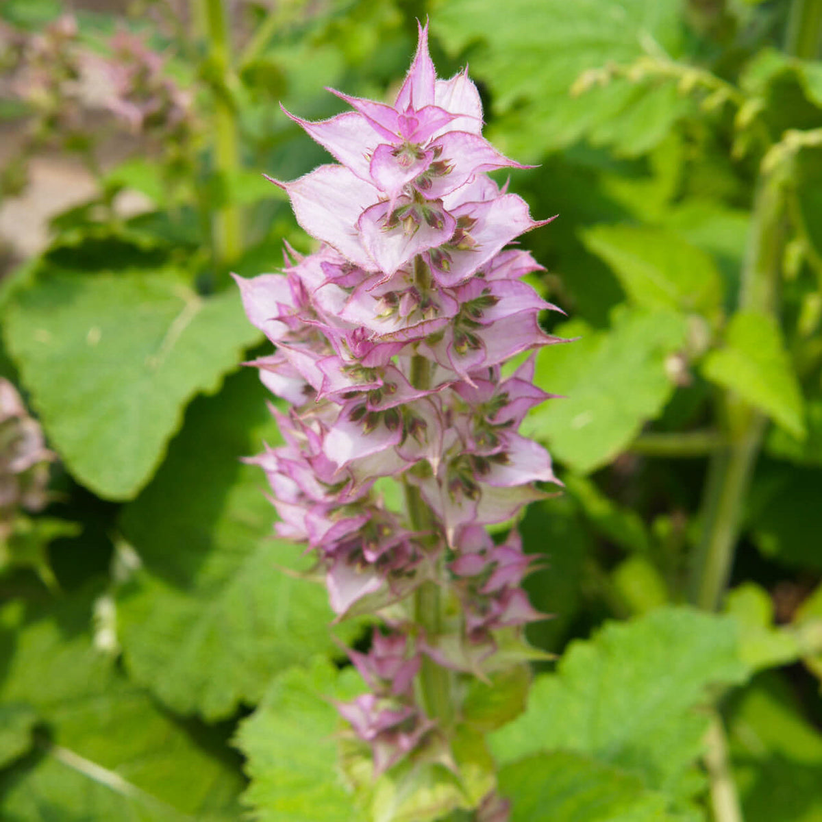 Aromatic Clary Sage plant