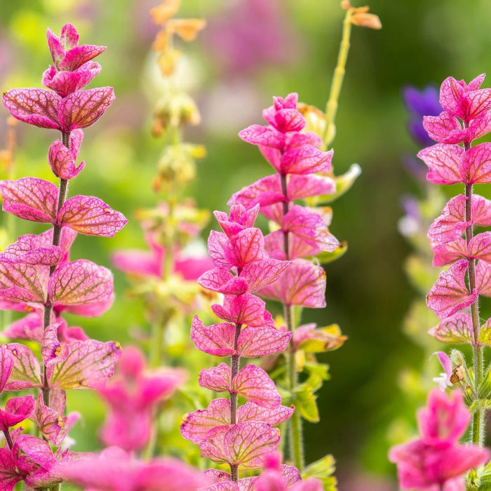 Pink Clary Sage plant