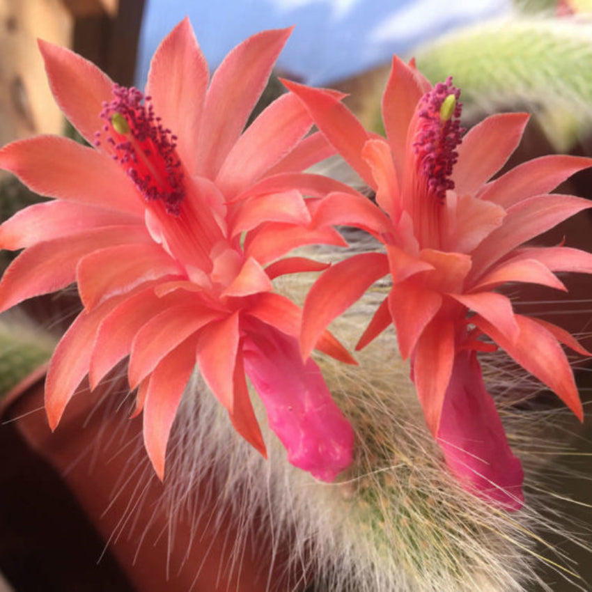 Winteria Colademononis flower seeds