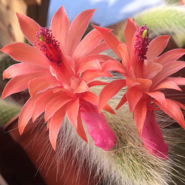 Cleistocactus Colademononis flower seeds