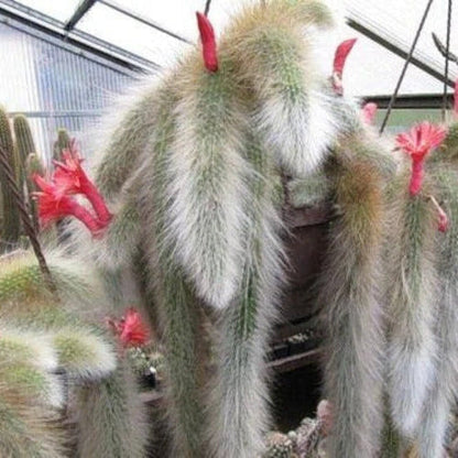 Hildewintera Cleistocactus plant