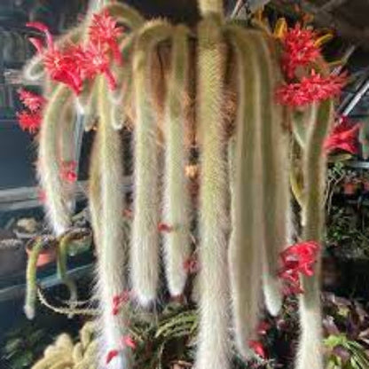 Hildewintera Cleistocactus plant