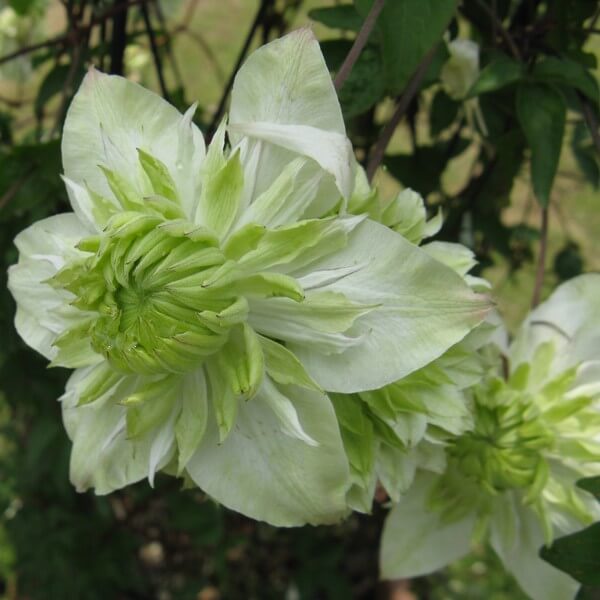 Light Green flower seeds
