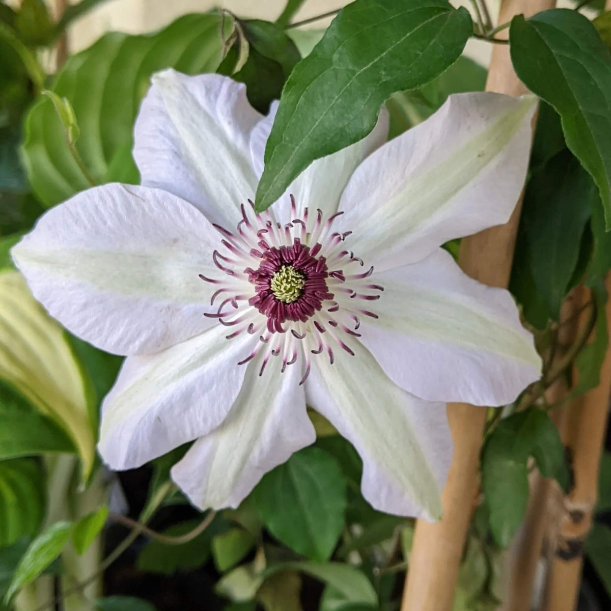 Brown White Clematis plant