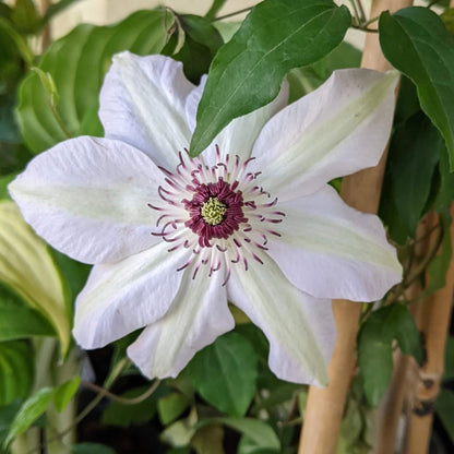 Brown White Clematis plant
