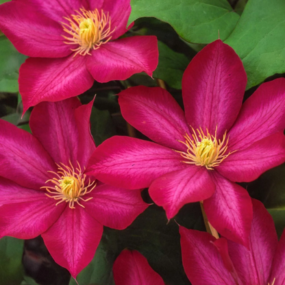 Bourbon Clematis plant