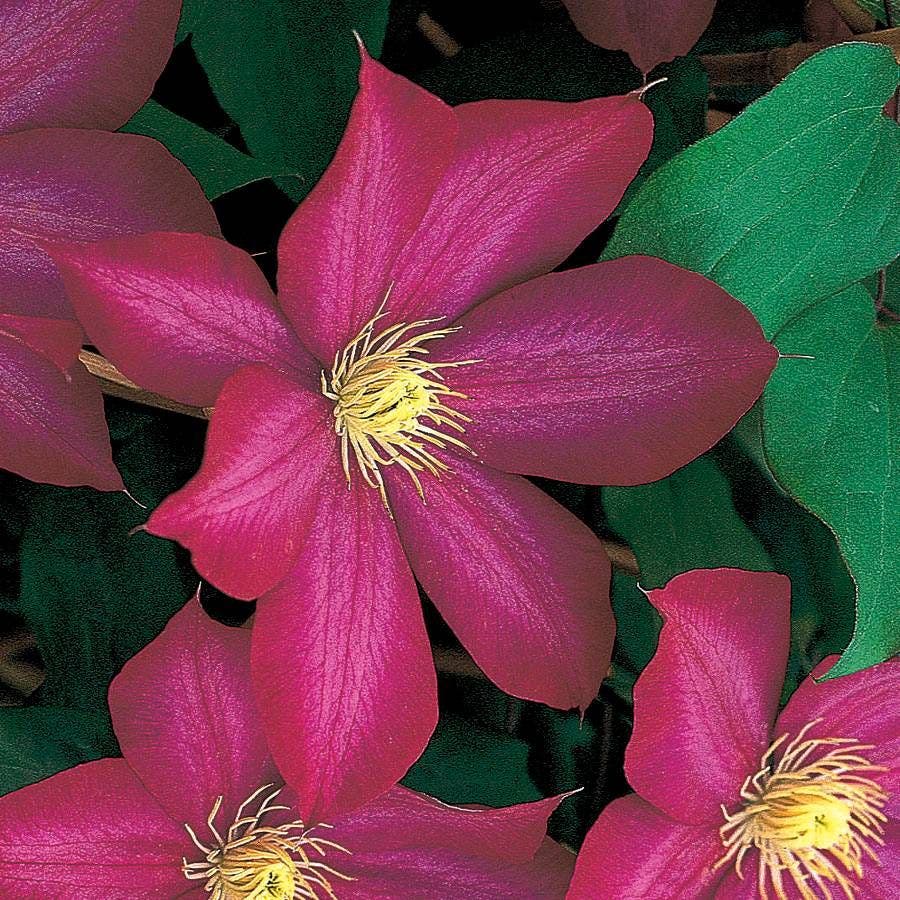 Bourbon Clematis plant