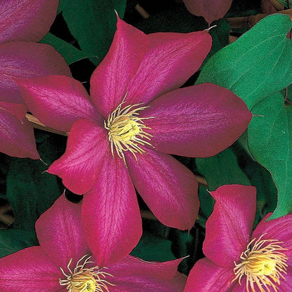 Bourbon Clematis plant