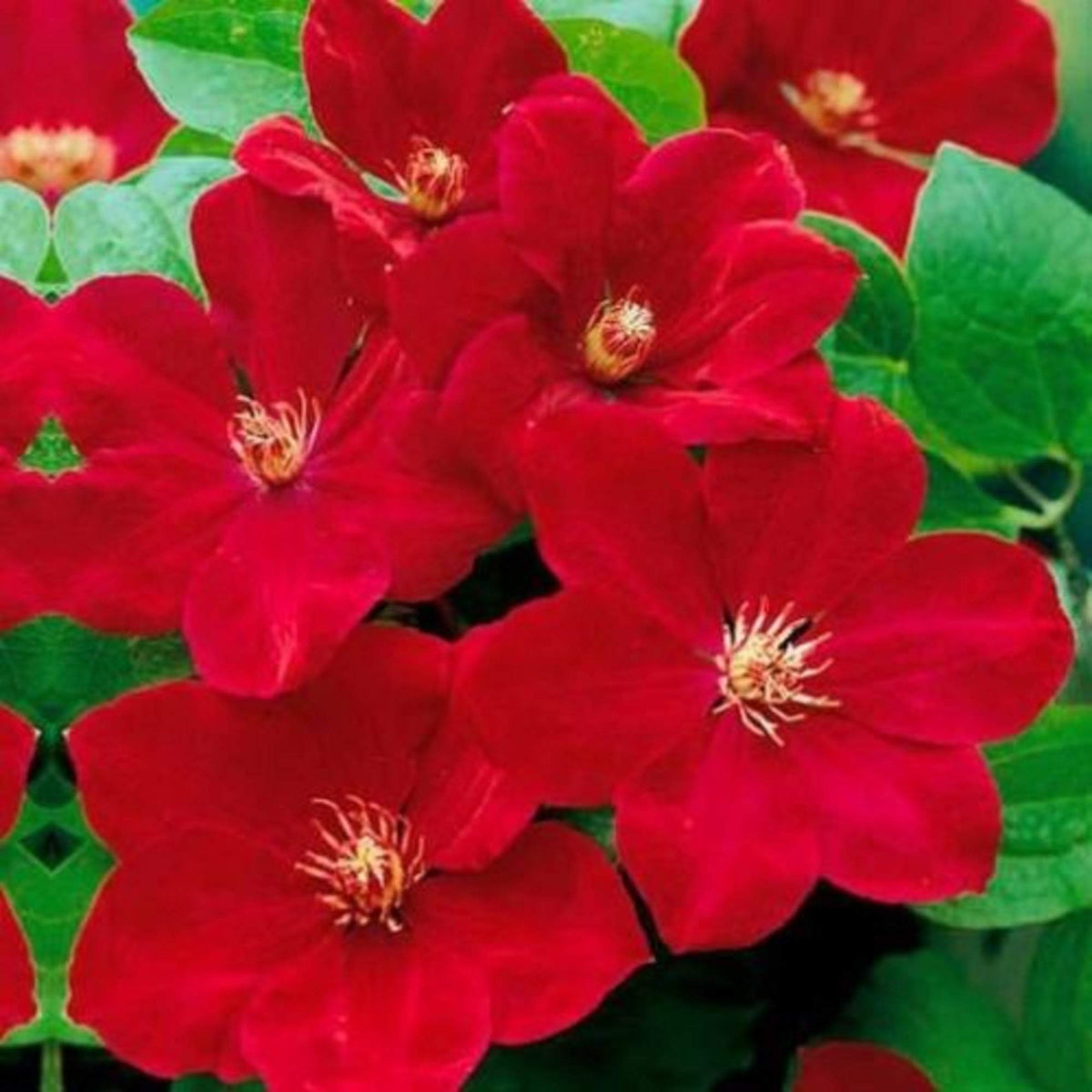 Bright Red Clematis plant