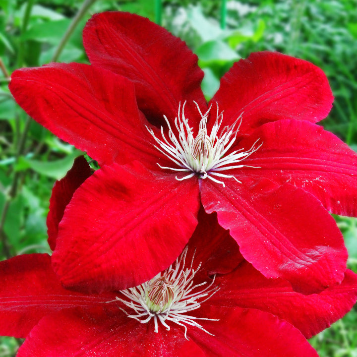 Bright Red Clematis plant