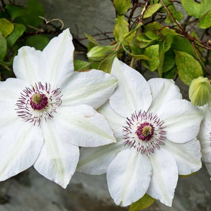 Brown White Clematis plant