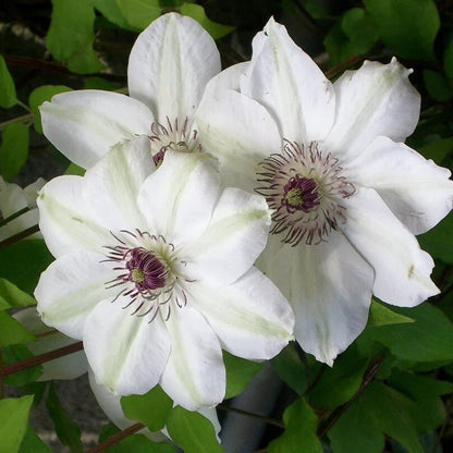 Brown White Clematis plant