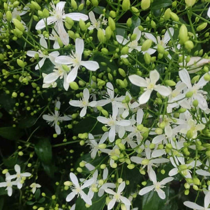Climbing Vine Clematis plant