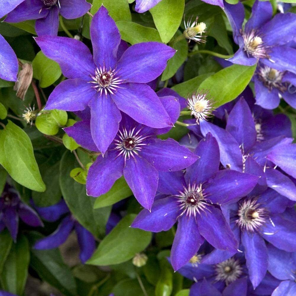 Dark Purple Clematis plant