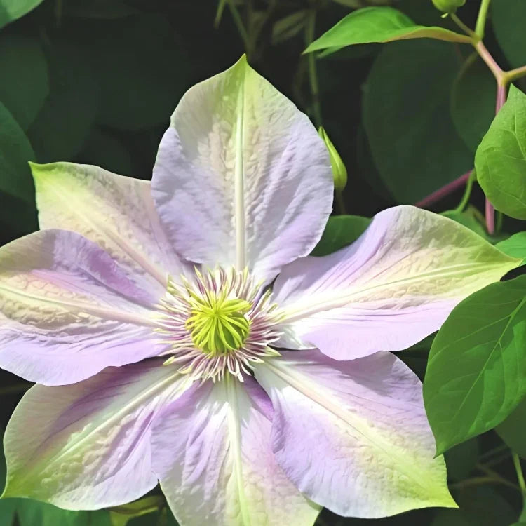 & Green Clematis plant