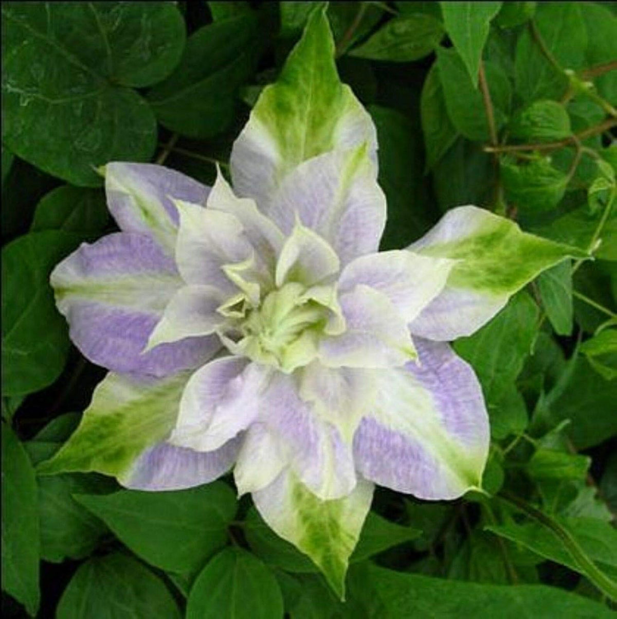 & Green Clematis plant