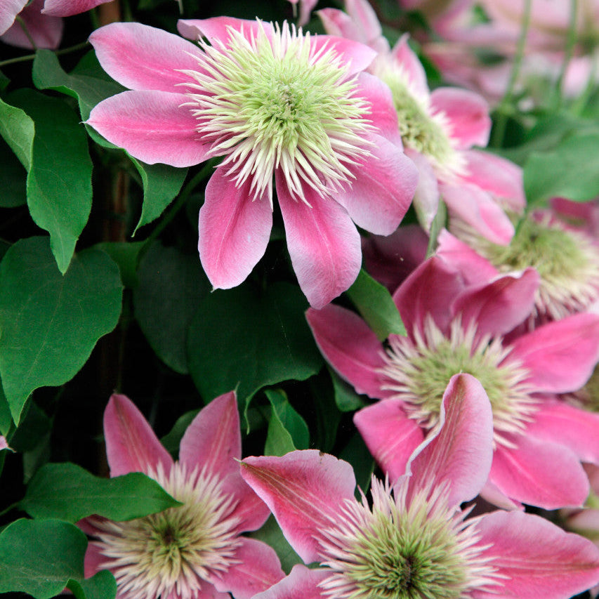 Empress Clematis plant