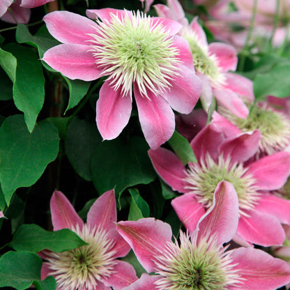 Empress Clematis plant