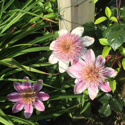 Empress Clematis plant