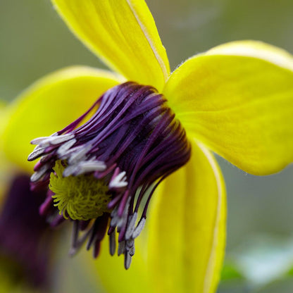 Golden Tangutica Clematis plant