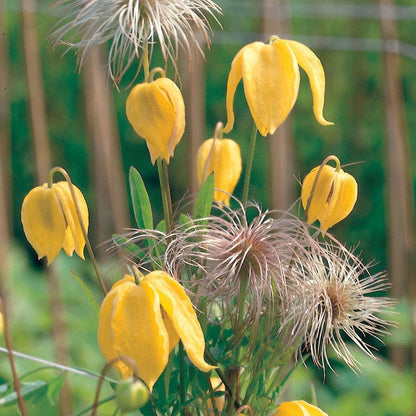 Golden Tangutica Clematis plant