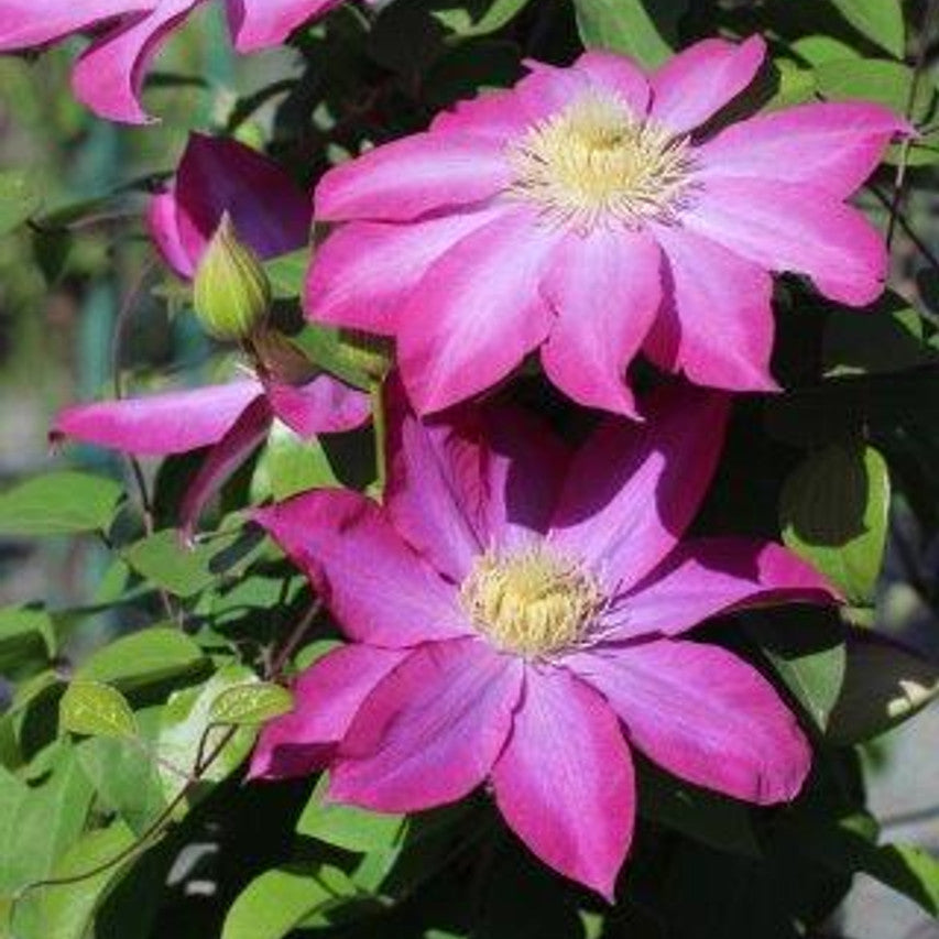 Pink Champagne Clematis plant