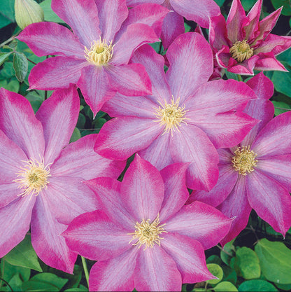Pink Champagne Clematis plant