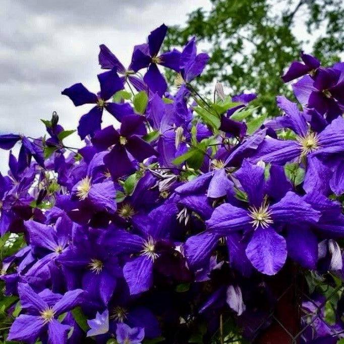 Purple Clematis plant
