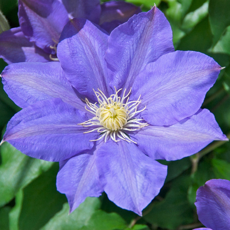 Blue Clematis plant