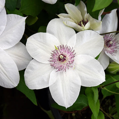 Brown White Clematis plant