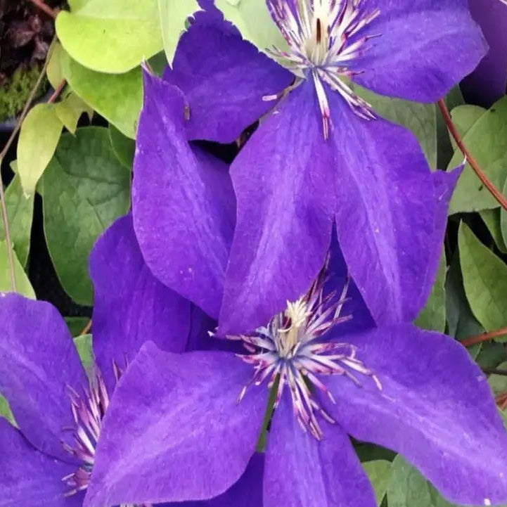 Dark Purple Clematis plant