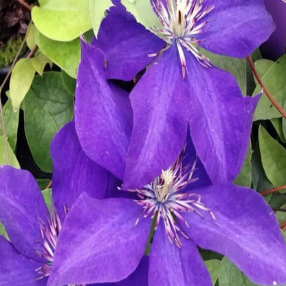 Dark Purple Clematis plant