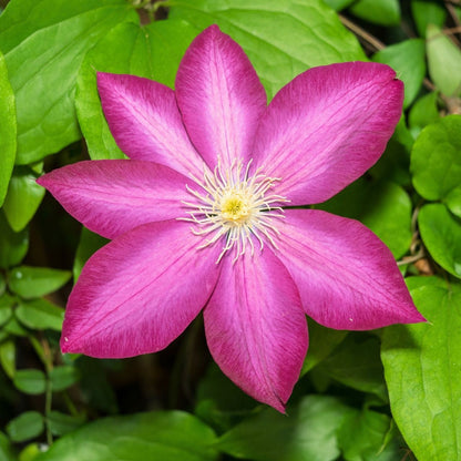 Pink Champagne Clematis plant