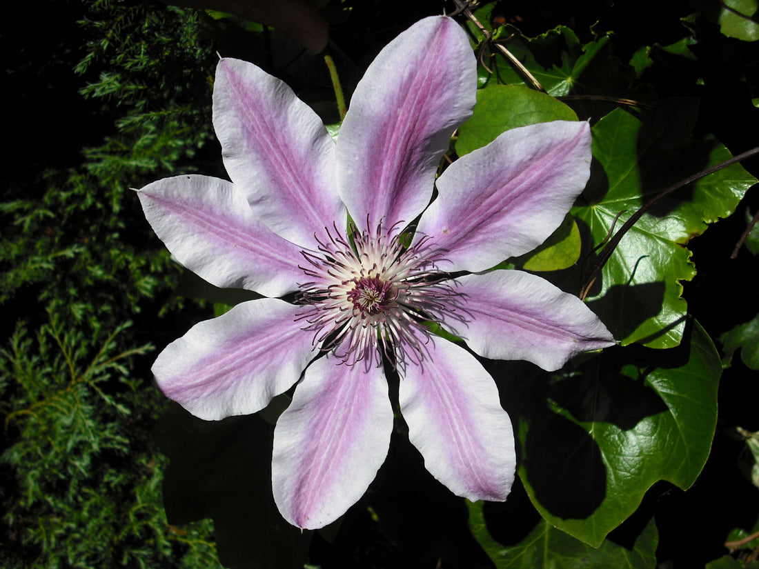 Clematis flower seeds
