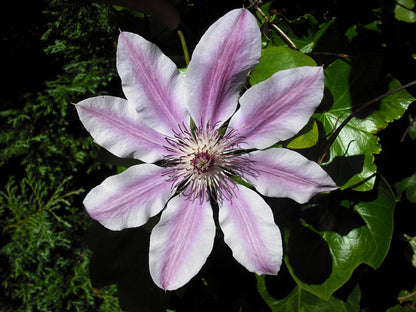 Clematis flower seeds