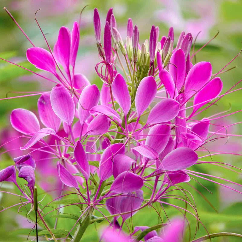 Rose Queen flower seeds