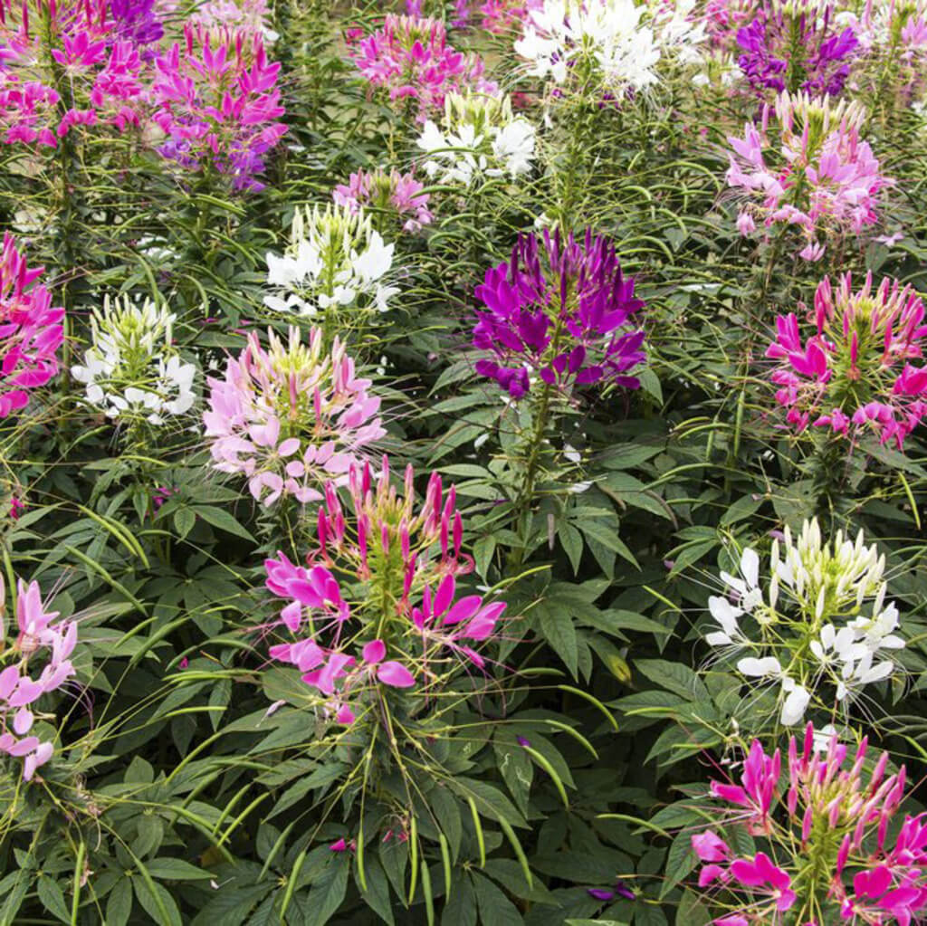 Queen Cleome plant