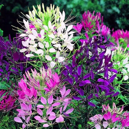 Queen Cleome plant