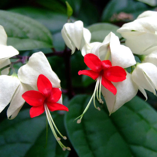 White Red flower seeds