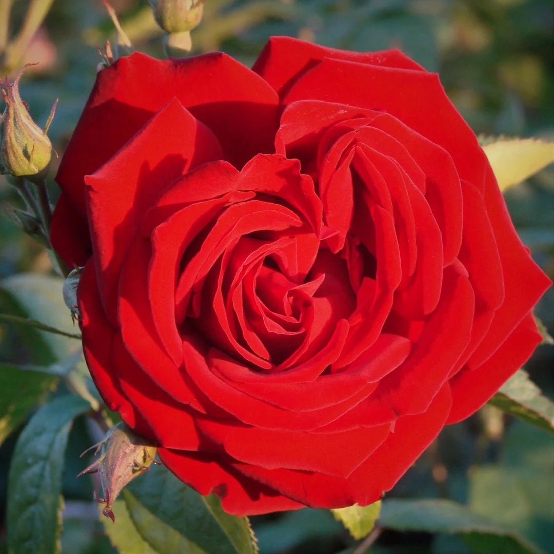 Red Cascade Rose plant