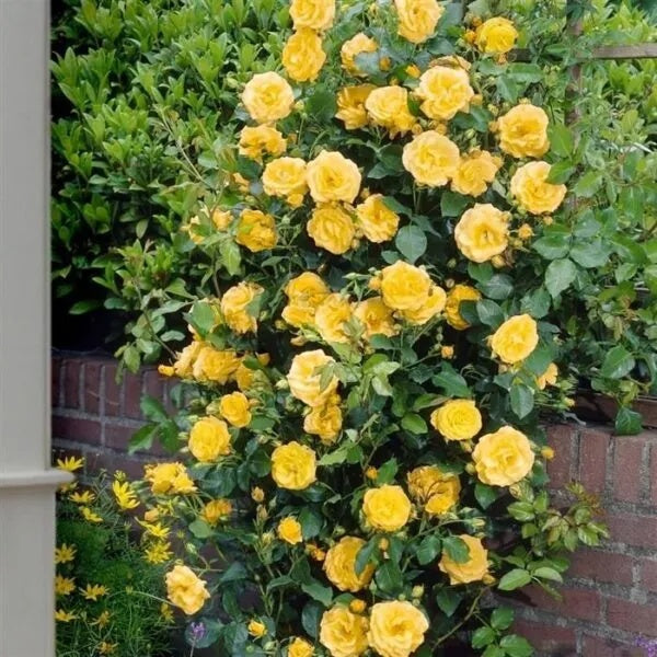 Bright Yellow Rose plant