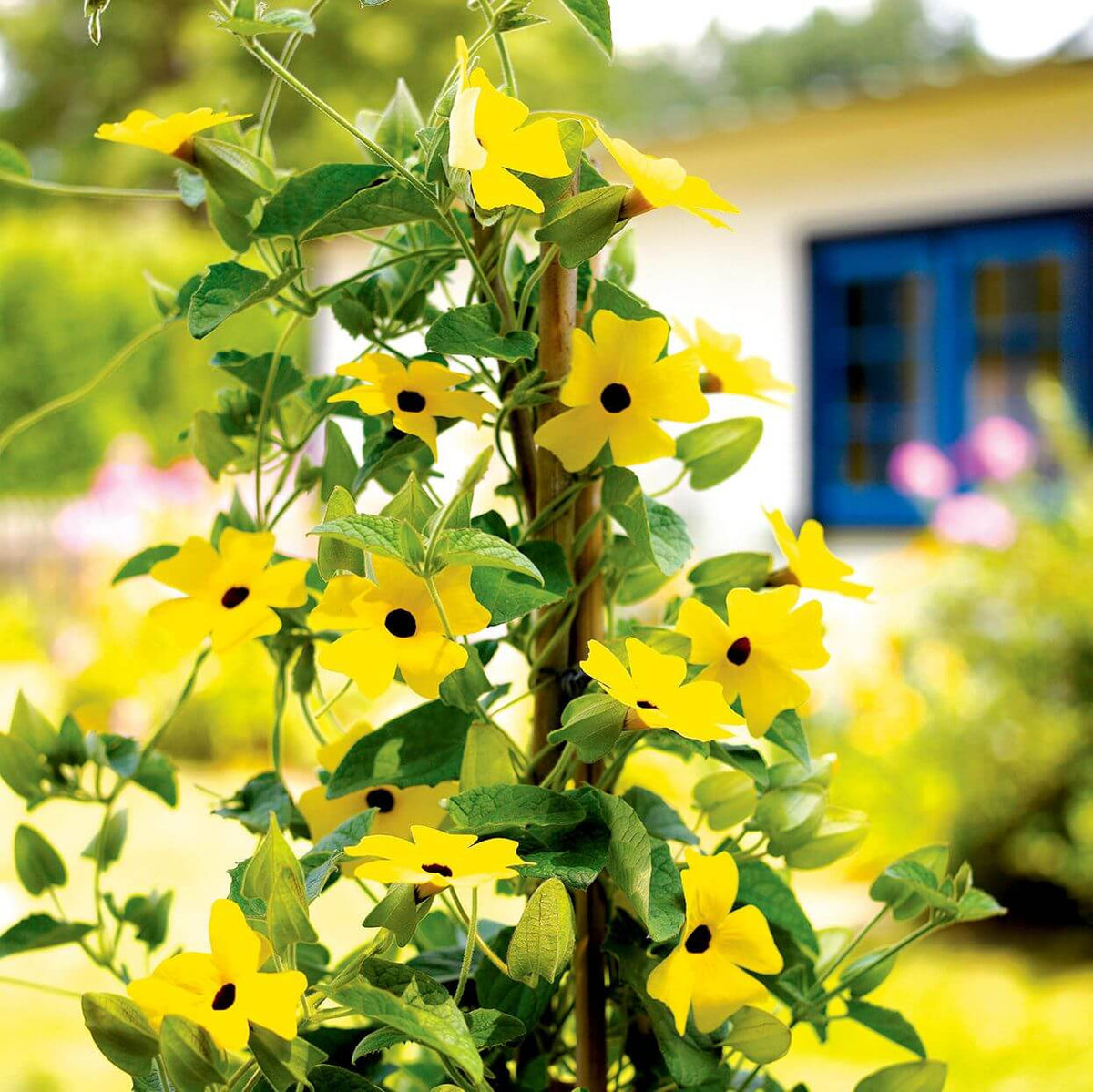 Black Eyed Susan plant