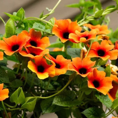 Black Eyed Susan plant