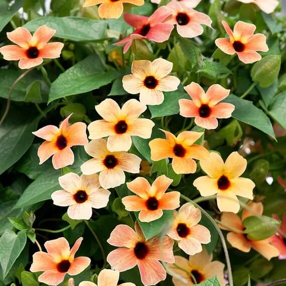 Black Eyed Susan plant