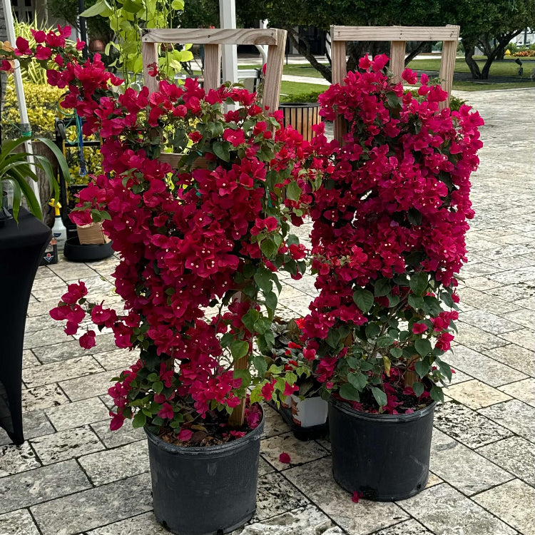 Climbing Bougainvillea plant