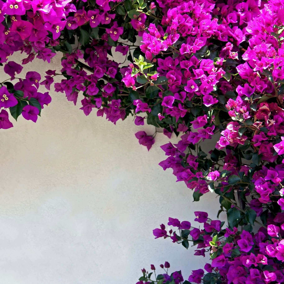 Climbing Bougainvillea plant