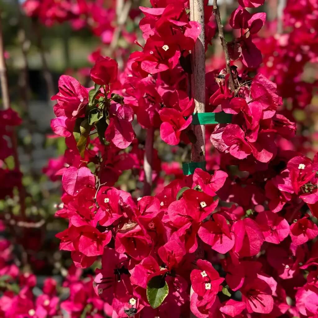 Climbing Bougainvillea plant