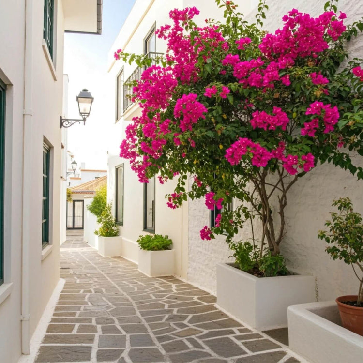 Climbing Bougainvillea plant