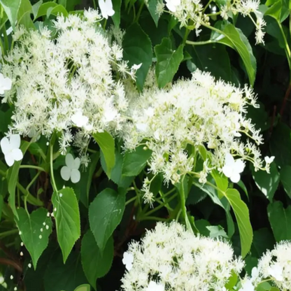 Anomala Climbing Hydrangea plant